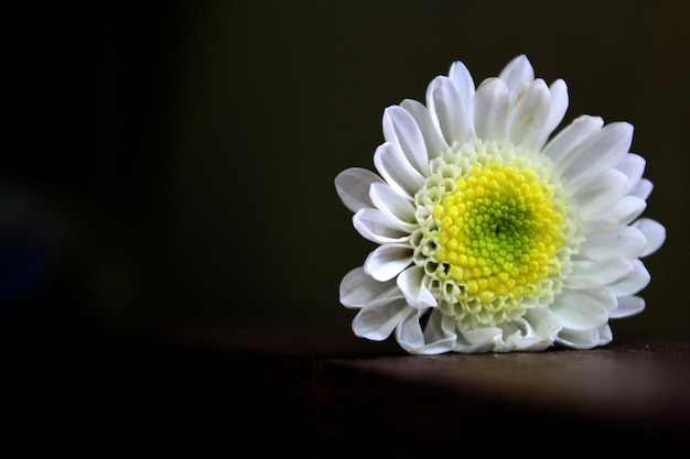 White Chrysanthemum morifolium isolato con sfondo scuro