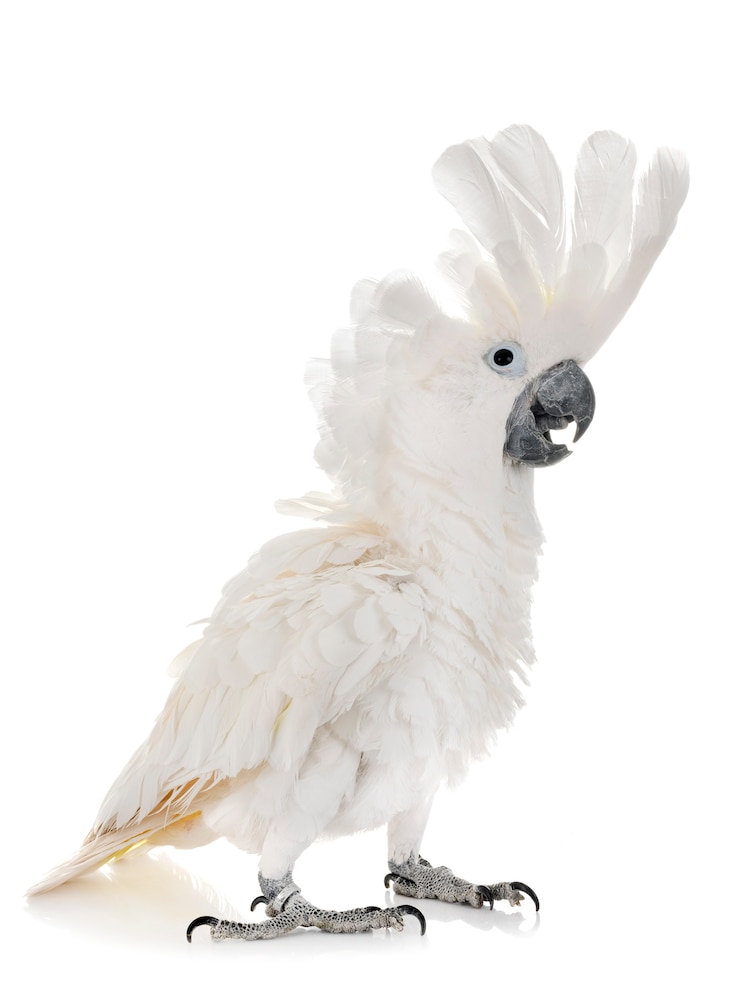 Photo white cockatoo in studio