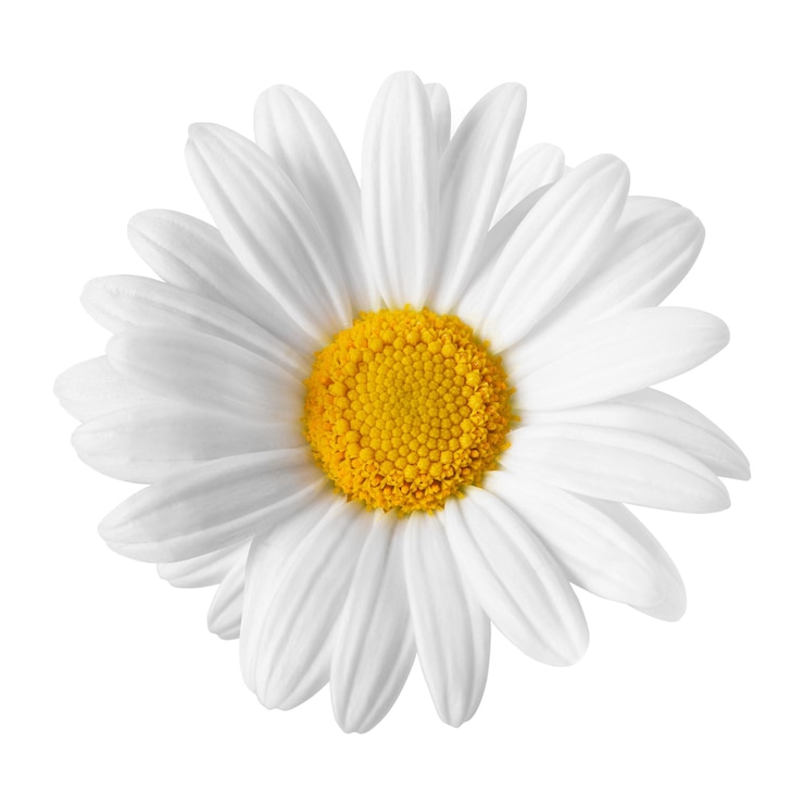 Photo white daisy png flower sticker