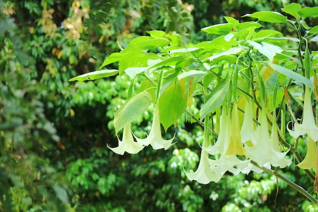 White Devil&#39;s Trumpet, Angel&#39;s Trumpets, Moonflowers.