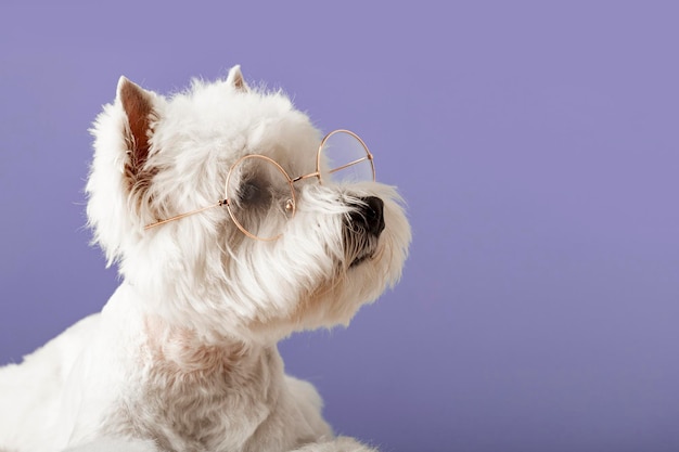 White dog west highland white terrier con gli occhiali con i cuori su uno sfondo colorato