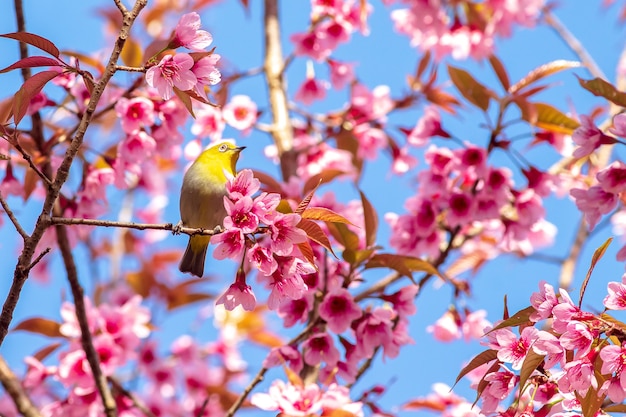 White-Eye Bird su Cherry Blossom e Sakura