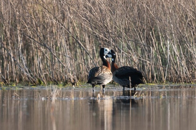 White Face Whistling Duck in ambiente palustre La Pampa Provincia Patagonia Argentina