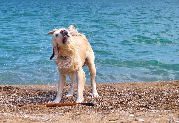 White golden labrador retriever cane sulla spiaggia