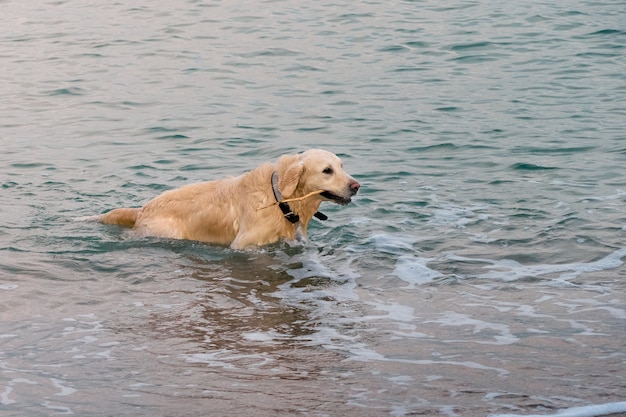 White golden labrador retriever cane sulla spiaggia