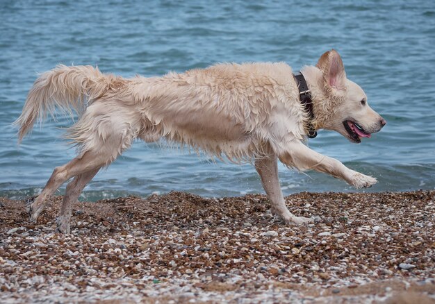 White golden labrador retriever cane sulla spiaggia