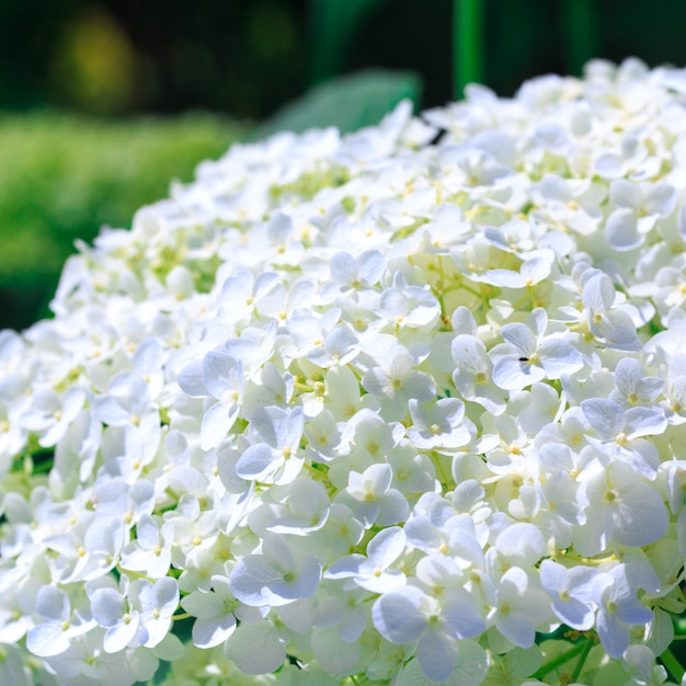 White hydrangea paniculata fiore