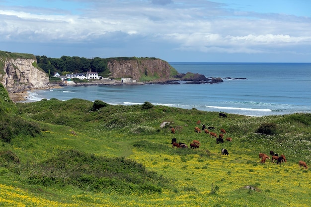 White Park Bay Ballycastle Irlanda del Nord