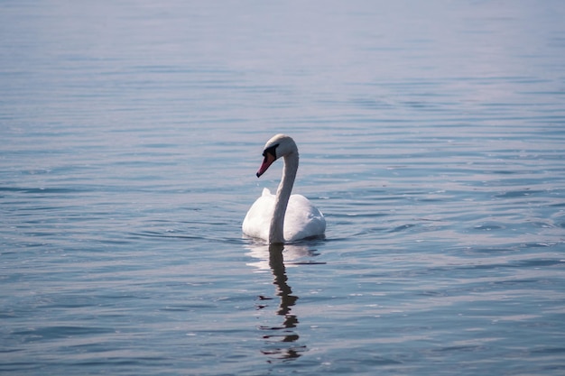 White Swan nello stagno Il lago dei cigni Uccello bianco selvaggio