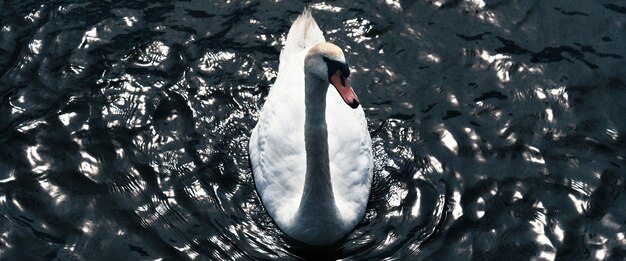 White Swan sull'acqua, vista dall'alto