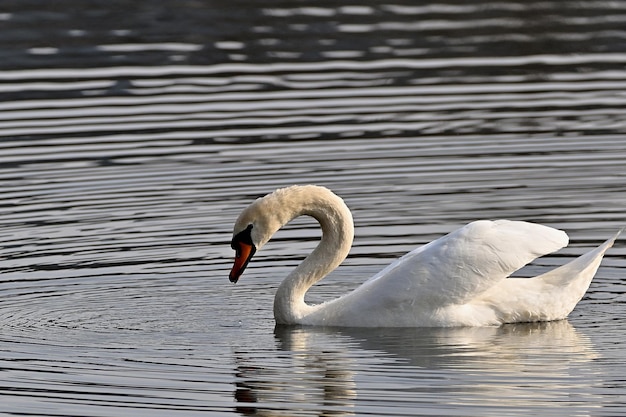 White Swan sull'acqua