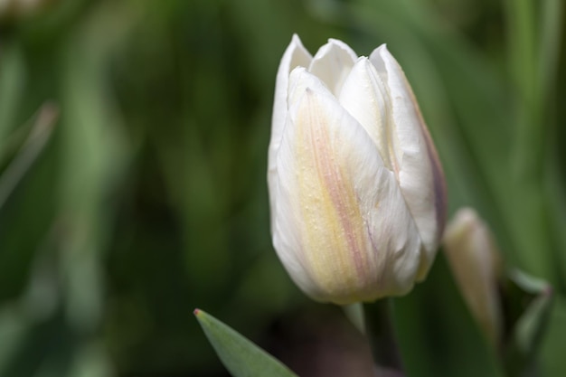 White Tulips singolo primo Coquette primo piano