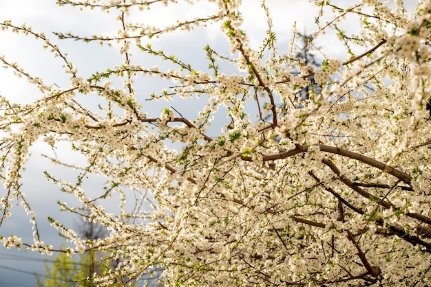 White Victoria Plum blossom su sfondo scuro