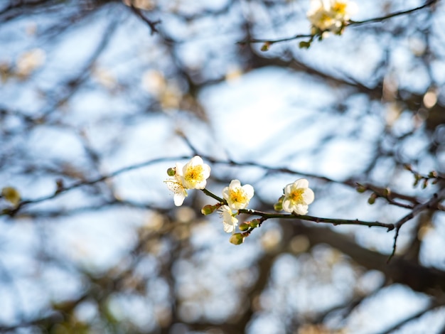 White Victoria Plum blossom su sfondo scuro.