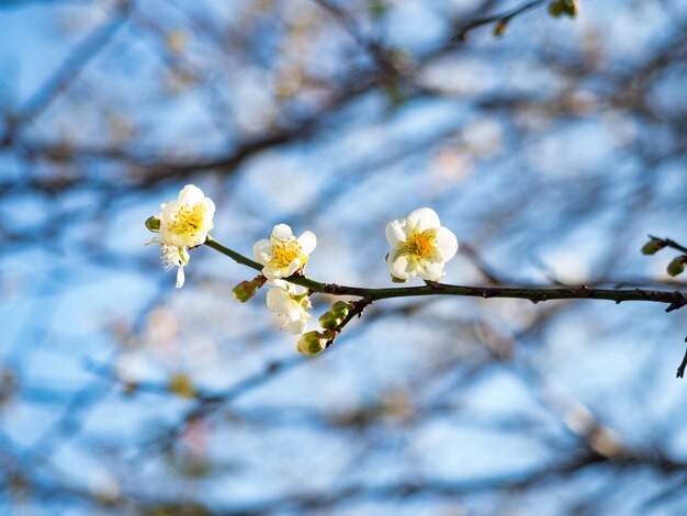 White Victoria Plum blossom su sfondo scuro.