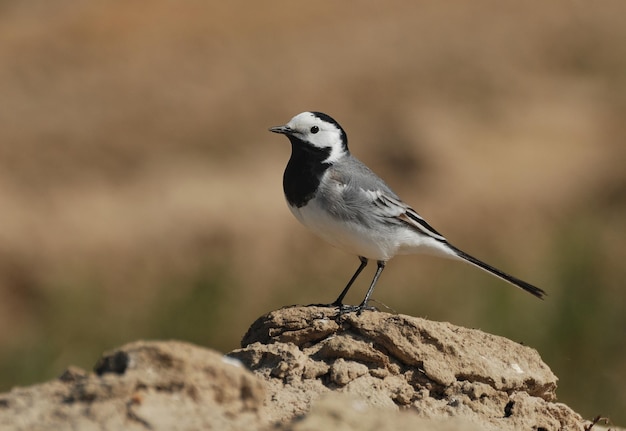 White Wagtail Motacilla alba sulla sabbia KhantyMansiysk Siberia Russia