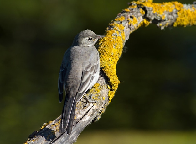 White wagtail motacilla alba Un giovane uccello si siede su un bellissimo vecchio ramo