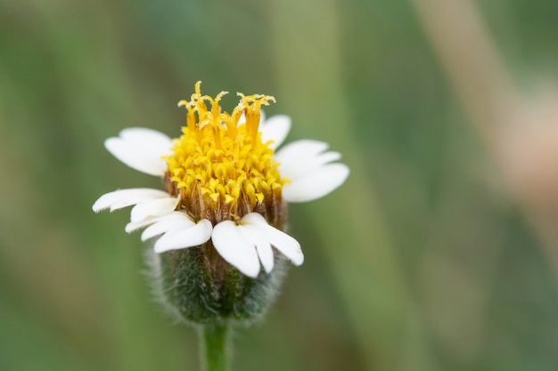 White Wild Daisy su sfocatura.