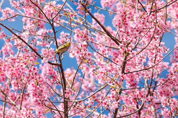 WhiteEye Bird su Cherry Blossom e Sakura