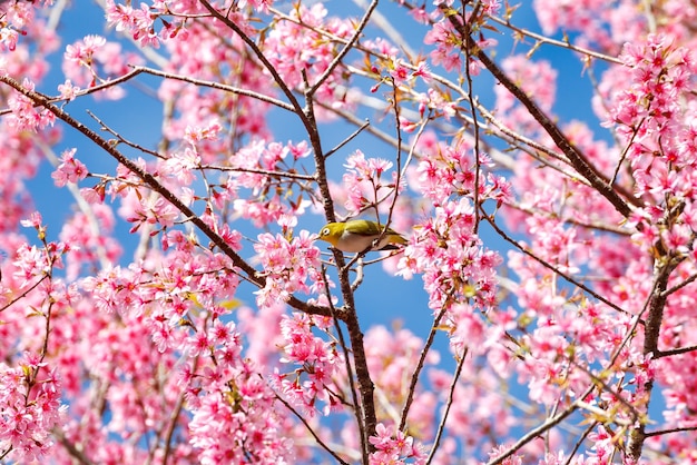 WhiteEye Bird su Cherry Blossom e Sakura