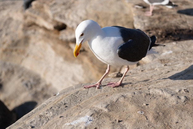 Whiteheaded gabbiano reale in piedi sulle rocce