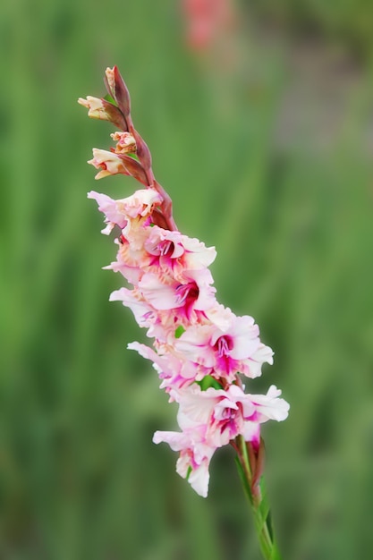 Whitepink gladiolo fiori kupats nella rugiada mattutina sull'aiuola bellissimo fiore gladiolo su uno sfondo verde isolato