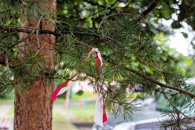 Whiteredwhite nastro su un ramo di albero La Bielorussia