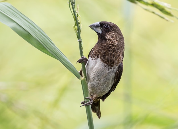 Whiterumped Munia Lonchura striata nel campo di riso della Thailandia