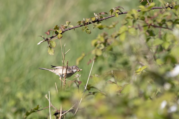 Whitethroat comune (Sylvia communis) a caccia di cibo