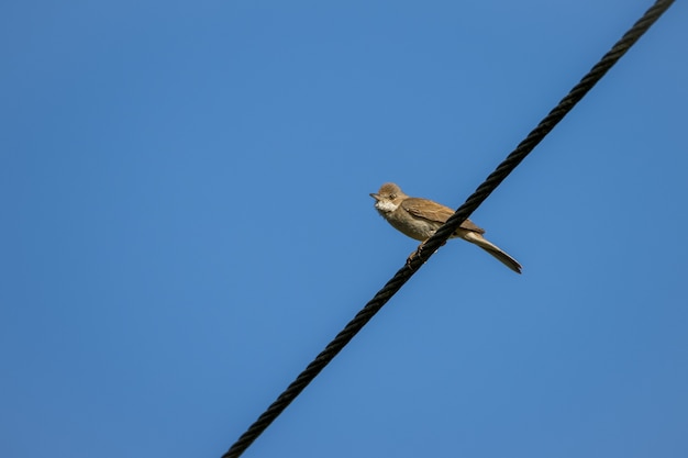 Whitethroat comune (Sylvia communis) arroccato su un filo telefonico