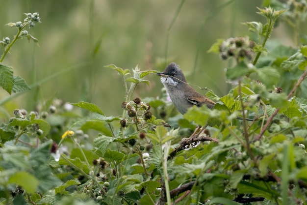 Whitethroat comune (Sylvia communis) arroccato su un rovo con materiale di nidificazione nel suo becco