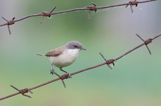 Whitethroat minore Sylvia curruca Un uccello si siede su un filo spinato su uno sfondo verde sfocato