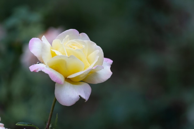 Whiteyellow bocciolo di rosa su sfondo verde