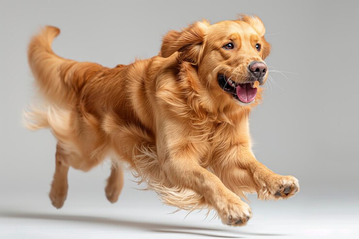 whole body golden retriever running plain white background Generative AI