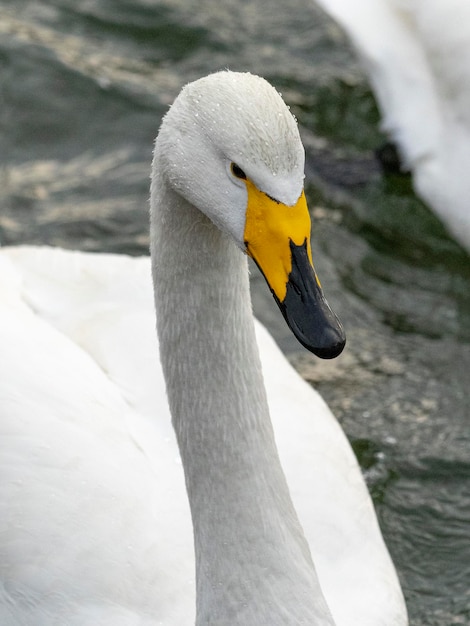 Whooper swan o cigno comune (Cygnus cygnus) Stoccolma, Svezia