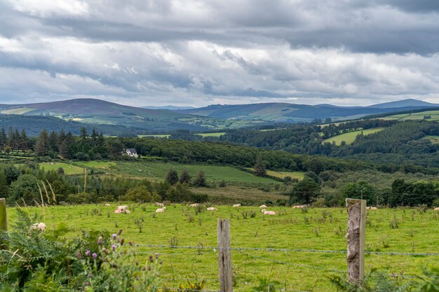 Wicklow modo paesaggio con alcune pecore.