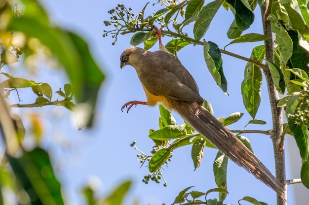 Widowbird Chamo Lake Etiopia Africa