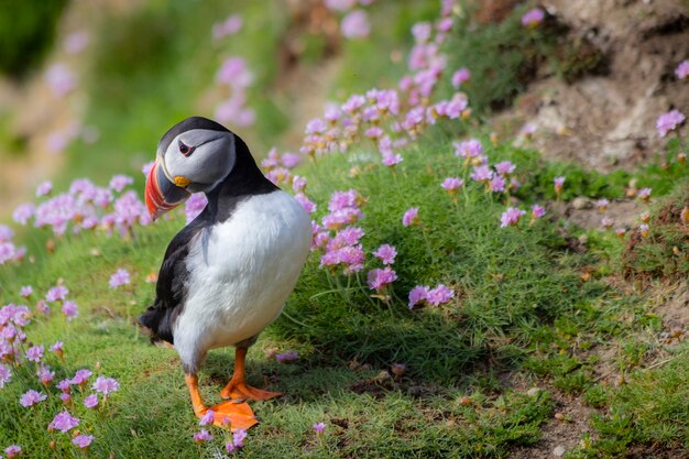 Wild Atlantic Puffin nelle scogliere d'Irlanda