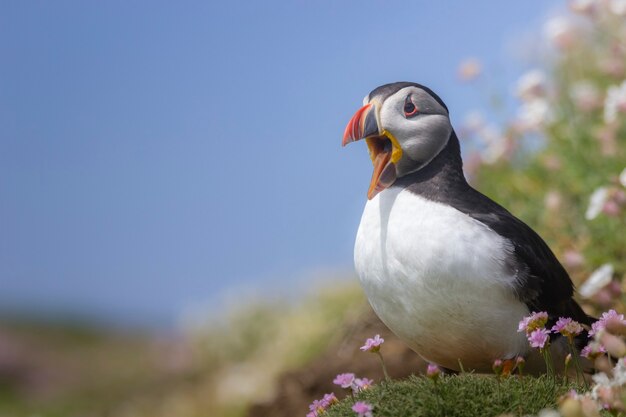 Wild Atlantic Puffin nelle scogliere d'Irlanda