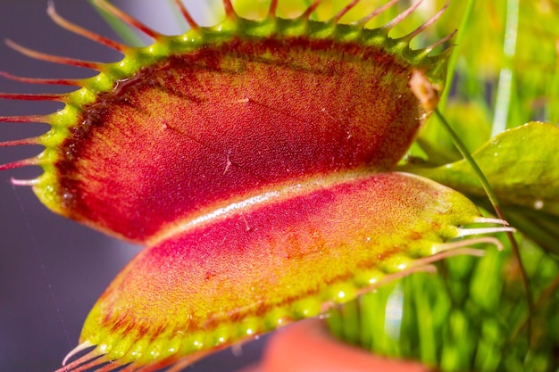 Wild Captivating Venus acchiappamosche Dionaea muscipula