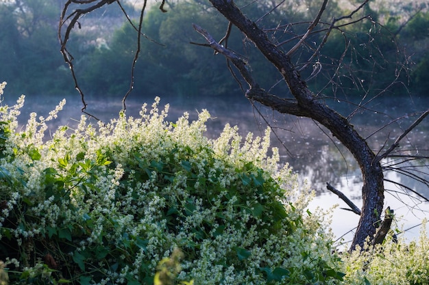 Wild ecballium elaterium blossom closeup ta mattina lungo il fiume con il fuoco selettivo