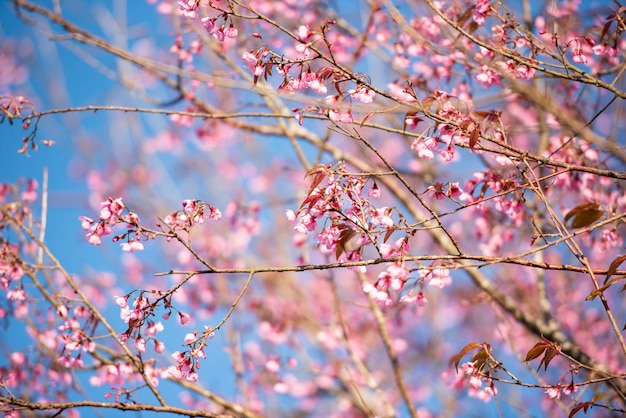 Wild Himalayan Cherry Blossom, bel fiore rosa sakura al paesaggio invernale