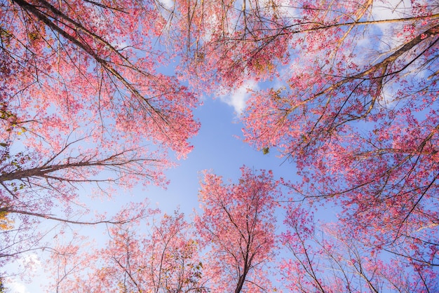 Wild Himalayan Cherry Blossom, bellissimo fiore rosa sakura in inverno paesaggio albero vista dal basso verso l'alto con cielo blu