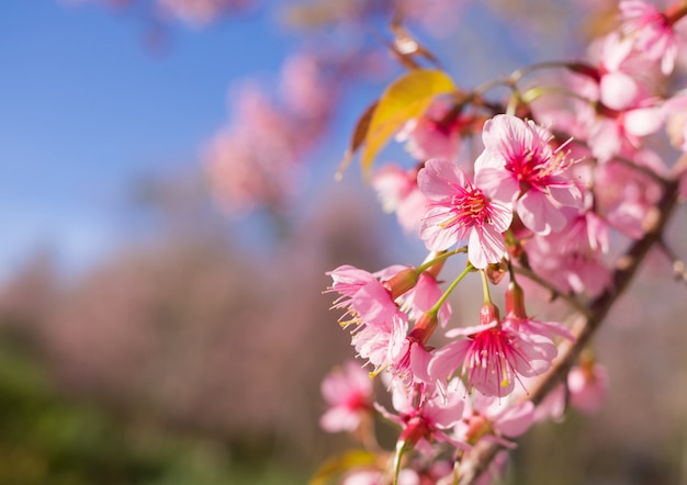 Wild Himalayan Cherry Blossoms nella stagione primaverile, cerasoides del Prunus, fiore rosa di Sakura