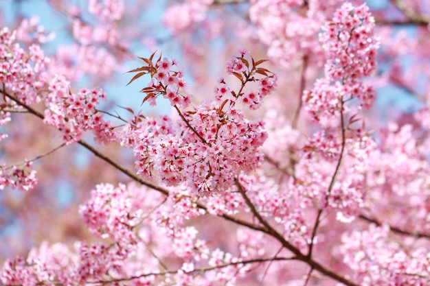 Wild Himalayan Cherry Blossoms nella stagione primaverile (cerasoides del Prunus), Sakura in Tailandia