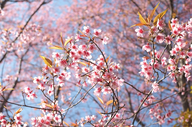 Wild Himalayan Cherry Blossoms nella stagione primaverile, Prunus cerasoides, Pink Sakura Flower lo sfondo