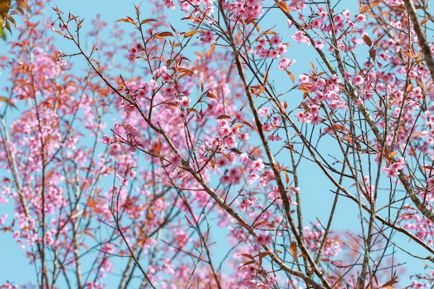 Wild Himalayan Cherry Blossoms nella stagione primaverile (Prunus cerasoides)