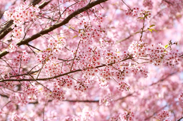 Wild Himalayan Cherry Blossoms nella stagione primaverile