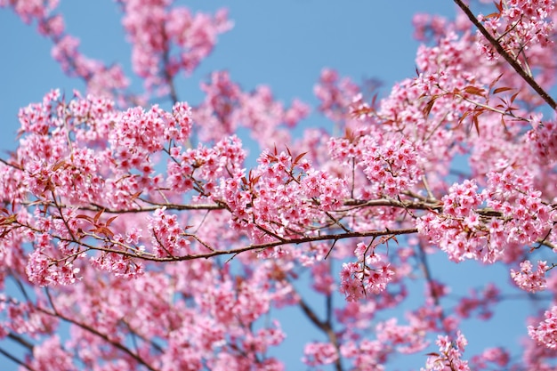 Wild Himalayan Cherry Blossoms nella stagione primaverile