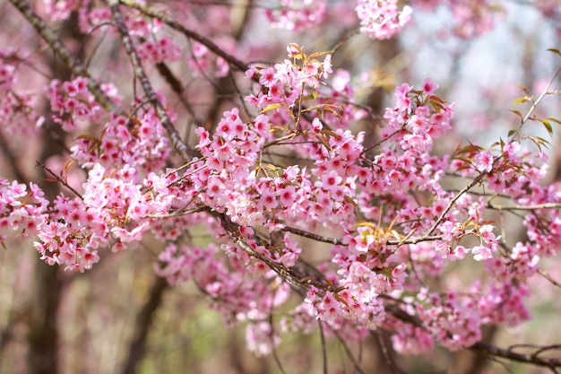 Wild Himalayan Cherry Blossoms nella stagione primaverile